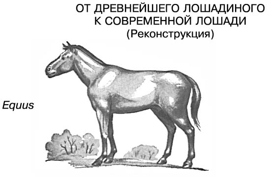 ЛОШАДЬ ДОМАШНЯЯ. Рис. 12