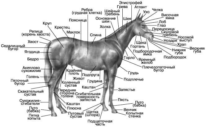 ЛОШАДЬ ДОМАШНЯЯ. Рис. 14
