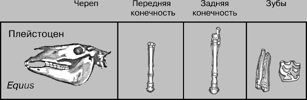 ЛОШАДЬ ДОМАШНЯЯ. Рис. 4
