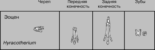 ЛОШАДЬ ДОМАШНЯЯ. Рис. 5