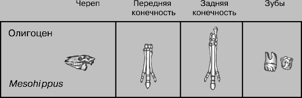 ЛОШАДЬ ДОМАШНЯЯ. Рис. 7