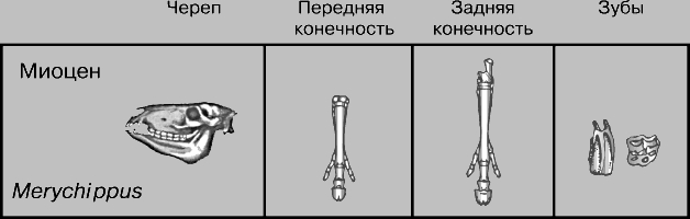 ЛОШАДЬ ДОМАШНЯЯ. Рис. 9