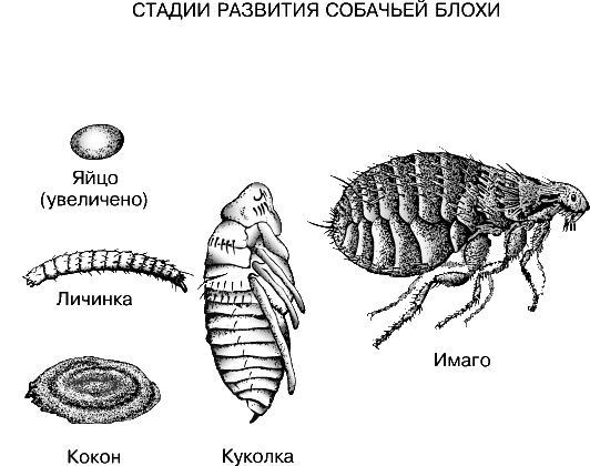 БЛОХИ