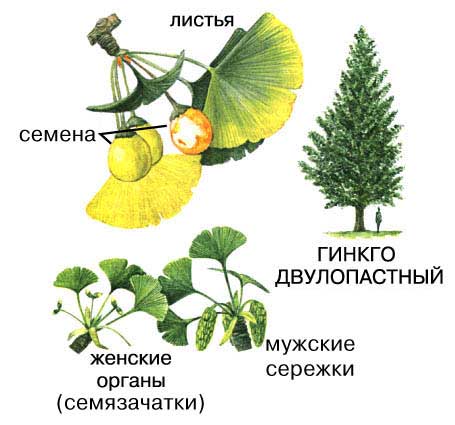ГИНКГО ДВУЛОПАСТНЫЙ