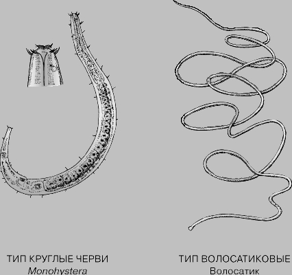 СИСТЕМАТИКА ЖИВОТНЫХ. ТИПЫ И КЛАССЫ. Рис. 10