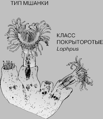 СИСТЕМАТИКА ЖИВОТНЫХ. ТИПЫ И КЛАССЫ. Рис. 13