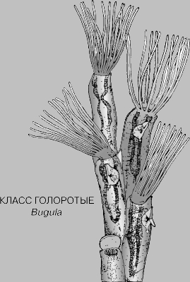 СИСТЕМАТИКА ЖИВОТНЫХ. ТИПЫ И КЛАССЫ. Рис. 14