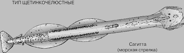 СИСТЕМАТИКА ЖИВОТНЫХ. ТИПЫ И КЛАССЫ. Рис. 23