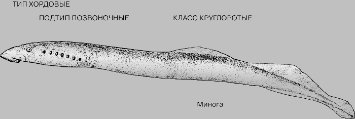 СИСТЕМАТИКА ЖИВОТНЫХ. ТИПЫ И КЛАССЫ. Рис. 27