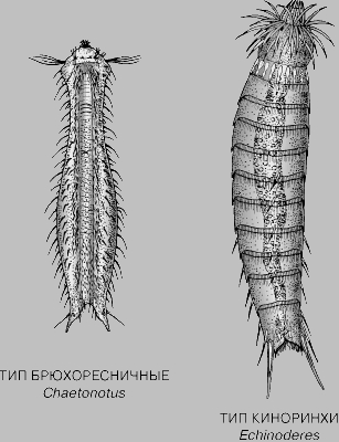 СИСТЕМАТИКА ЖИВОТНЫХ. ТИПЫ И КЛАССЫ. Рис. 8