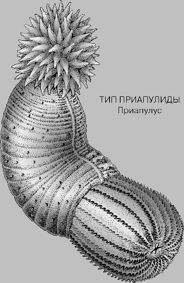 СИСТЕМАТИКА ЖИВОТНЫХ. ТИПЫ И КЛАССЫ. Рис. 9