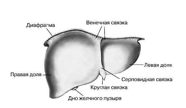 ПЕЧЕНЬ. Рис. 2