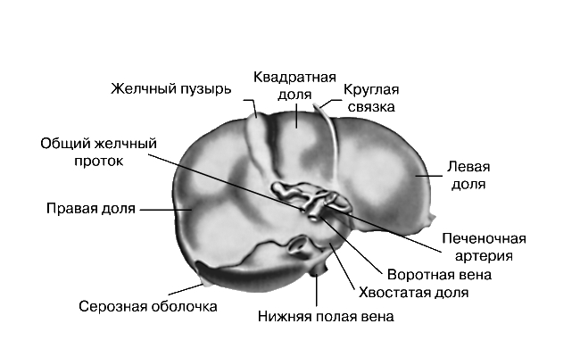 ПЕЧЕНЬ. Рис. 3
