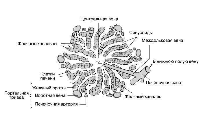 ПЕЧЕНЬ. Рис. 4