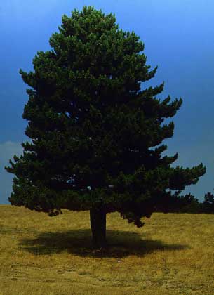 СОСНА. Рис. 3