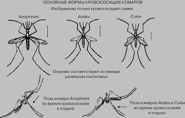 КОМАРЫ. Рис. 3