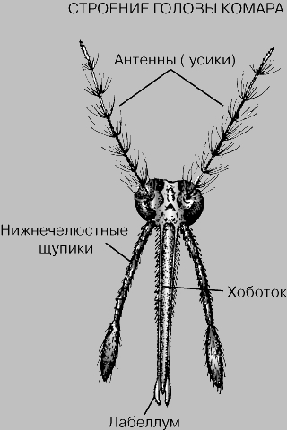КОМАРЫ. Рис. 4