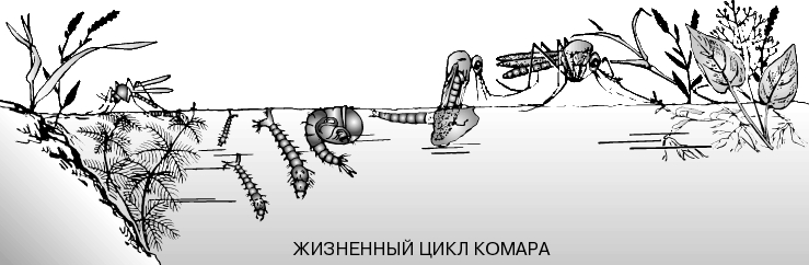 КОМАРЫ