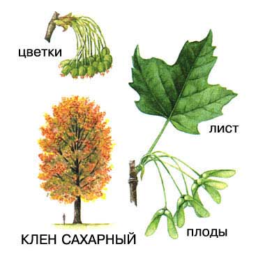 КЛЕН