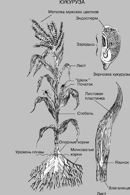 КУКУРУЗА