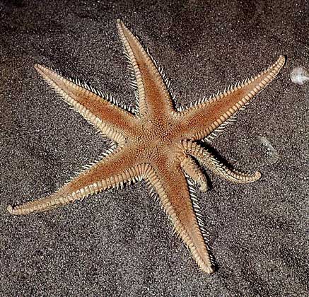МОРСКИЕ ЗВЕЗДЫ