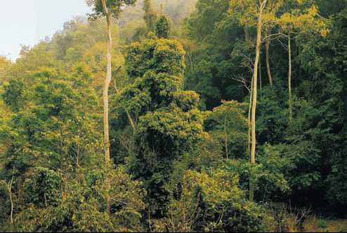 влажные экваториальные леса