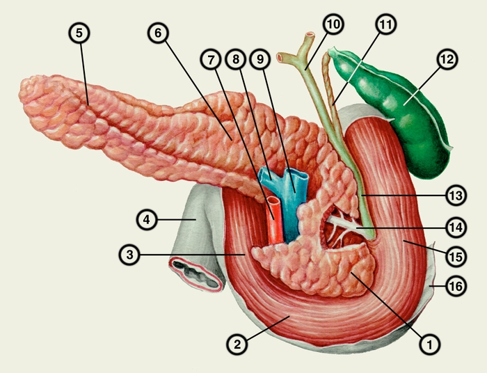 Реферат: Анатомия поджелудочной железы