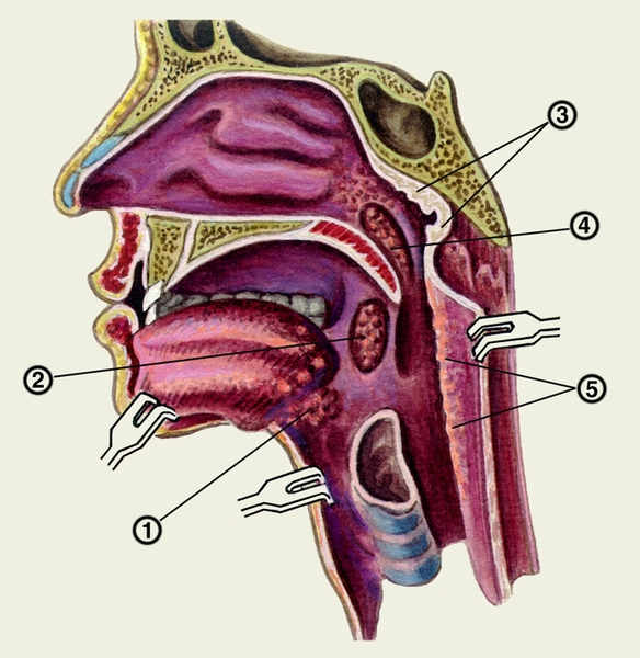 Оболочки стенки глотки. Язычная миндалина анатомия. Расположение миндалин глоточного лимфоидного кольца.