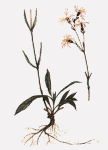 коронария кукушкин цвет