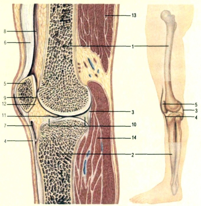 Внутренние мыщелки. Берцовая кость в коленном суставе. Суставной хрящ большеберцовой кости. Коленный сустав анатомия строение кости. Колено анатомия бедренная кость.