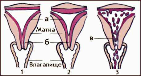 Доклад по теме Менструальный цикл