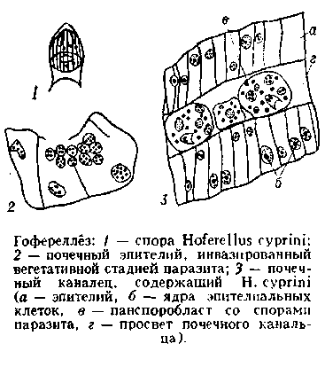 гофереллёз