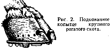 подковы. Рис. 2