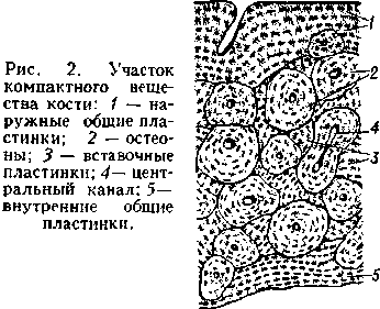 Расположение и строение костной ткани костная ткань - Ветеринарный энциклопедический словарь