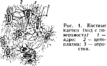 костная ткань