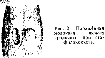 стафилококкоз кроликов. Рис. 2