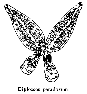 диплозооноз