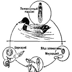эхиностоматидозы. Рис. 2