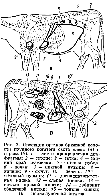 брюшной отдел. Рис. 2