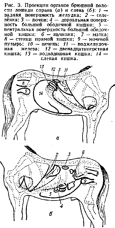 брюшной отдел. Рис. 3