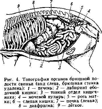 брюшной отдел. Рис. 4