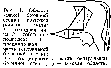 брюшной отдел