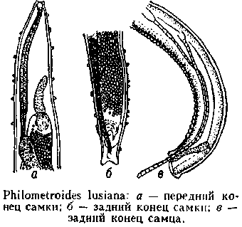 филометроидоз