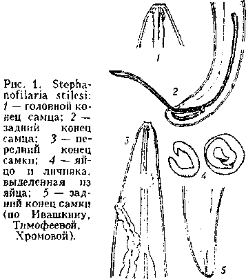 стефанофиляриоз. Рис. 2
