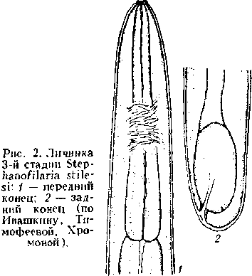 стефанофиляриоз. Рис. 3