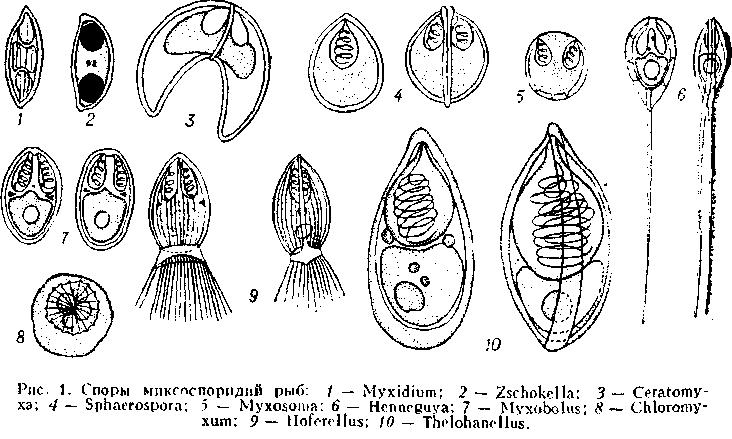 миксоспоридиозы рыб